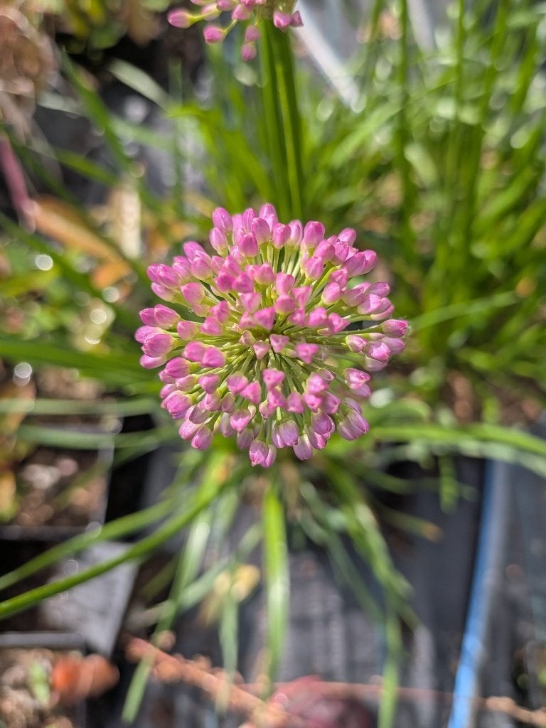 Allium 'Millenium' (Sierui) – 2 liter pot, Volle zon, Vaste plant, Zomer, Ophalen