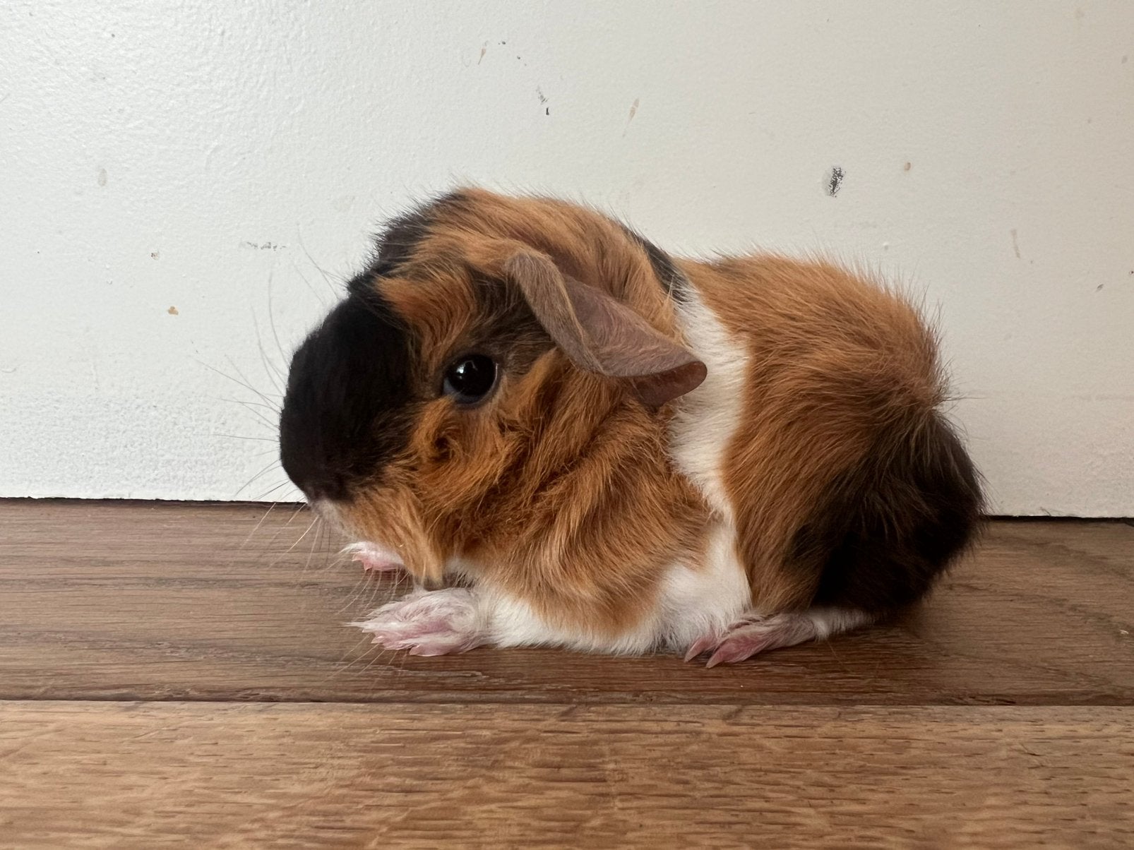 Lief peruvian cavia beertje choco buff wit, Cavia, Mannelijk, Juli, Tam