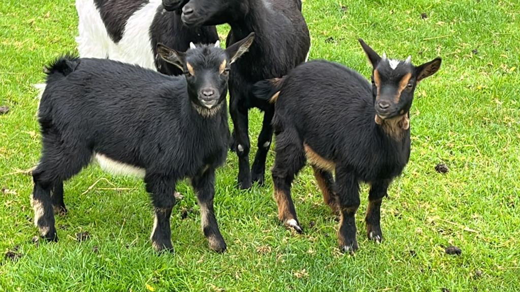 Mooie jonge dwerggeitjes te koop, Dieren en Toebehoren, Schapen, Geiten en Varkens