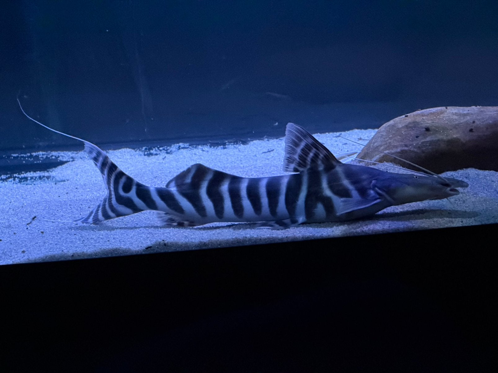 Merodontotus Tigrinus zebra meerval, Vis