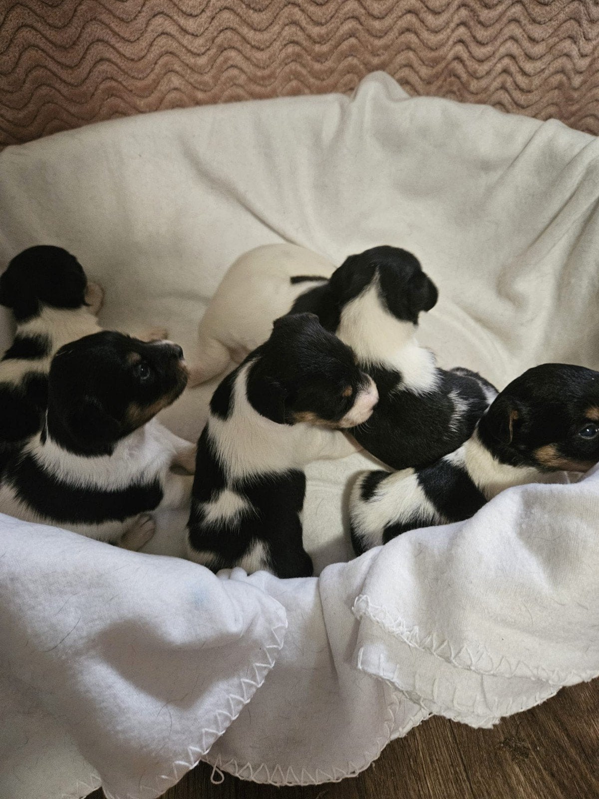 Prachtige jack russel pups puppys, Dieren en Toebehoren, Jack Russell Terriër, 8 tot 15 weken, Meerdere, Meerdere dieren