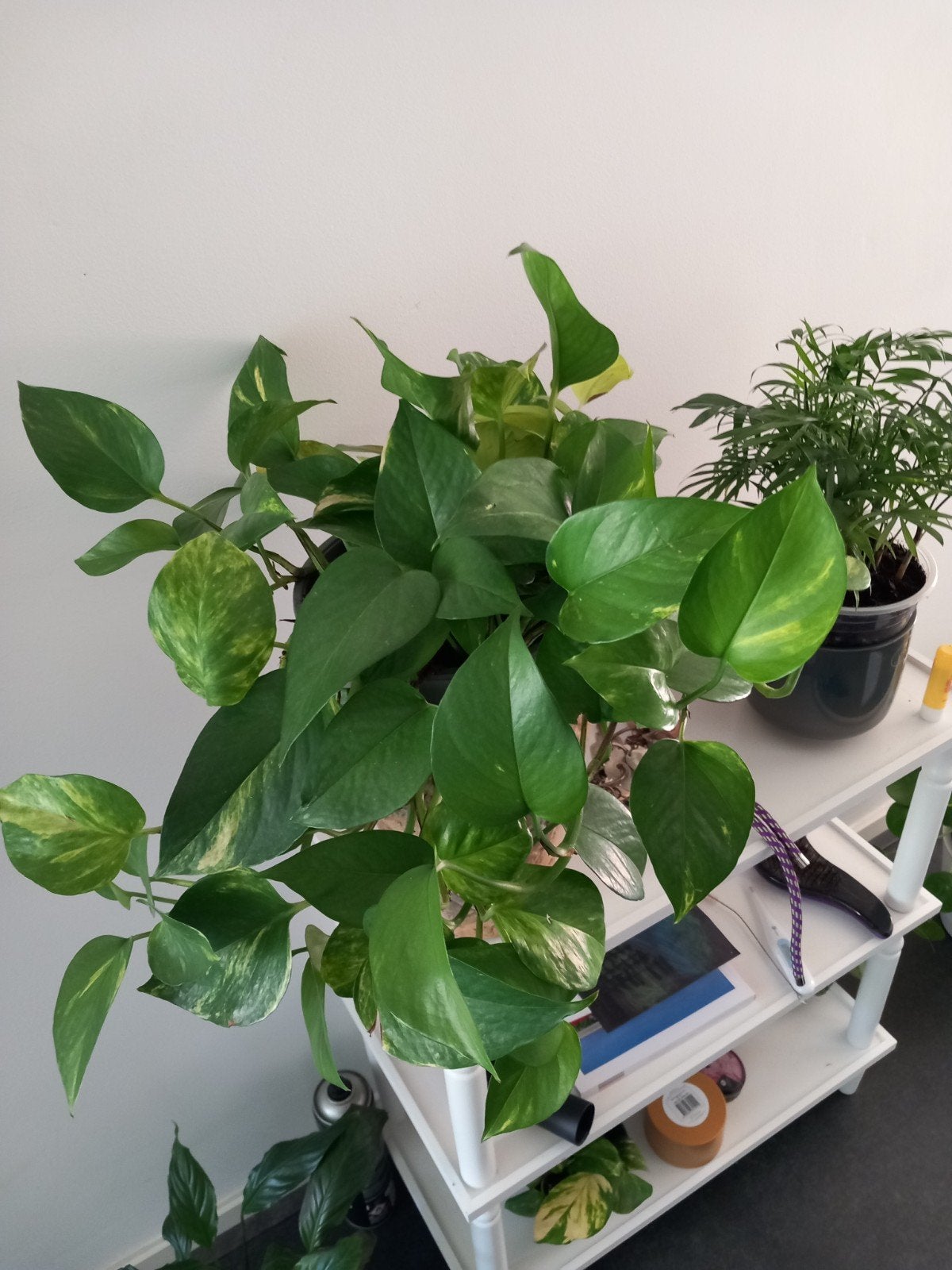 Stekjes van Epipremnum aureum (Drakenklimop), Ophalen