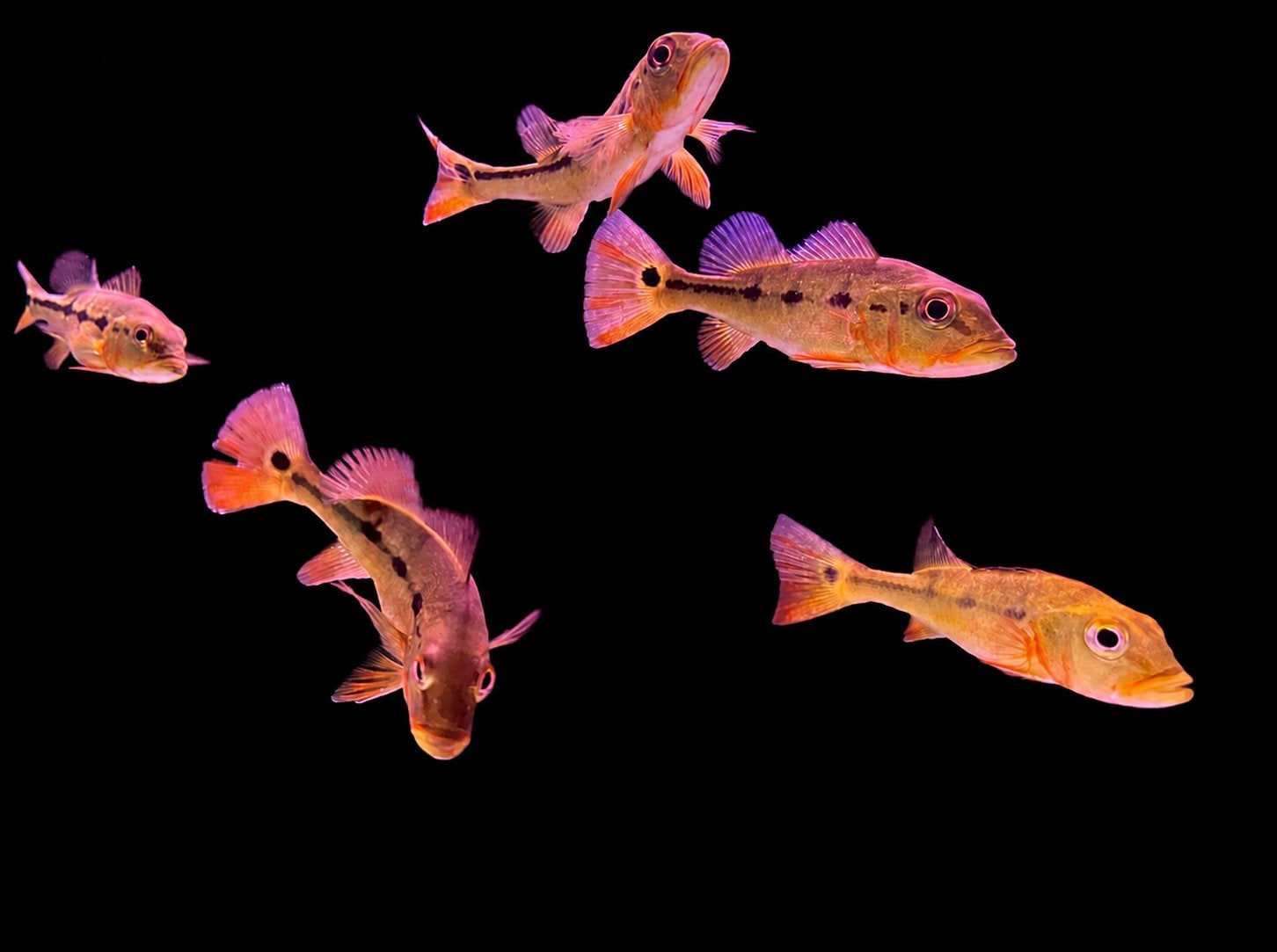 Cichla mirianae Fogo, Dieren en Toebehoren, Vis