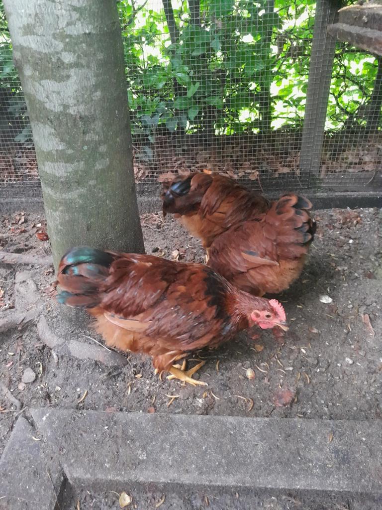 Barnevelder kriel haan gratis af te halen, Mannelijk, Kip