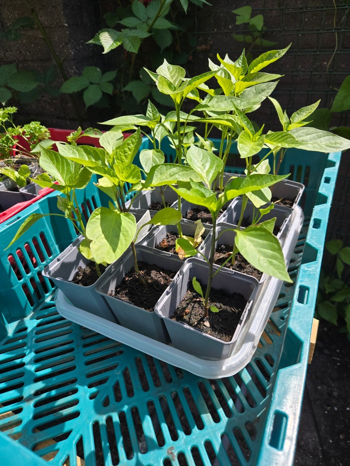 Paprika en Lila Sering stekken, Ophalen, Eenjarig, Groenteplanten, Volle zon