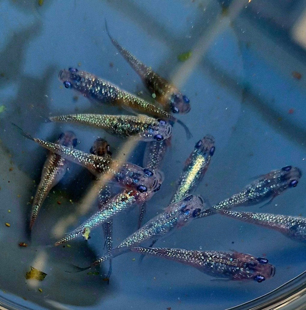 Kweekgroep Medaka Sapphire Blue (12 stuks) Japanse rijstvis ...
