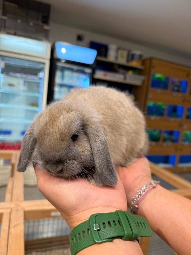 Te koop jonge Nederlandse dwerghangoren hangoor konijnen, Meerdere dieren, Dwerg, Hangoor, 0 tot 2 jaar
