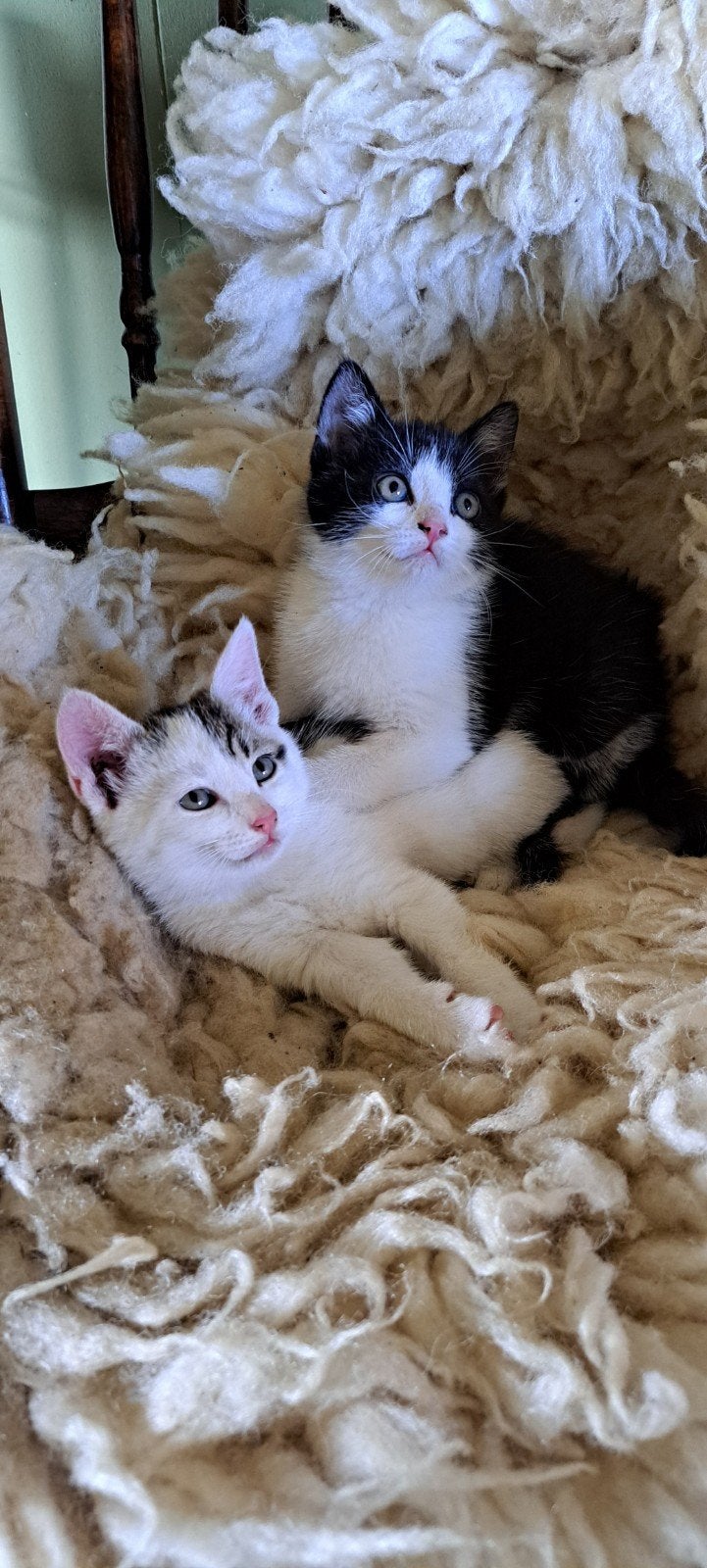 2 lieve kittens, Dieren en Toebehoren, Katten en Kittens | Overige Katten, Meerdere dieren, Kortharig, 0 tot 2 jaar