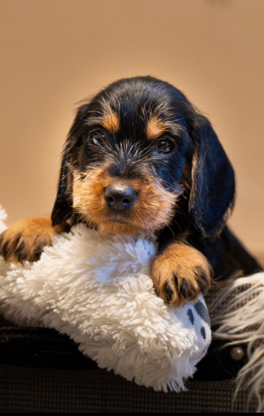 Standaard Ruwhaar Teckel pups met FCI Stamboom, Dieren en Toebehoren, Standaard, Nederland, 8 tot 15 weken, CDV (hondenziekte)