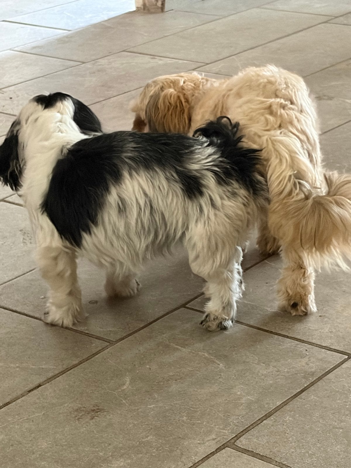 Pups verwacht, Dieren en Toebehoren, Meerdere, Meerdere dieren, Klein, Nederland