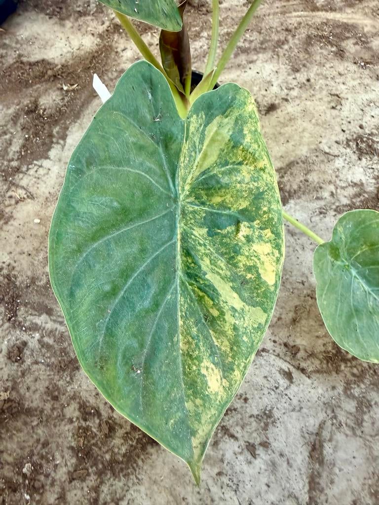 Alocasia Wentii Aurea, Ophalen of Verzenden