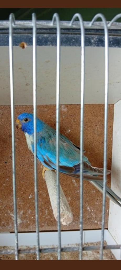 Splendid cinnamon blauw violet 23, Dieren en Toebehoren, Vogels | Parkieten en Papegaaien, Mannelijk, Parkiet, Geringd