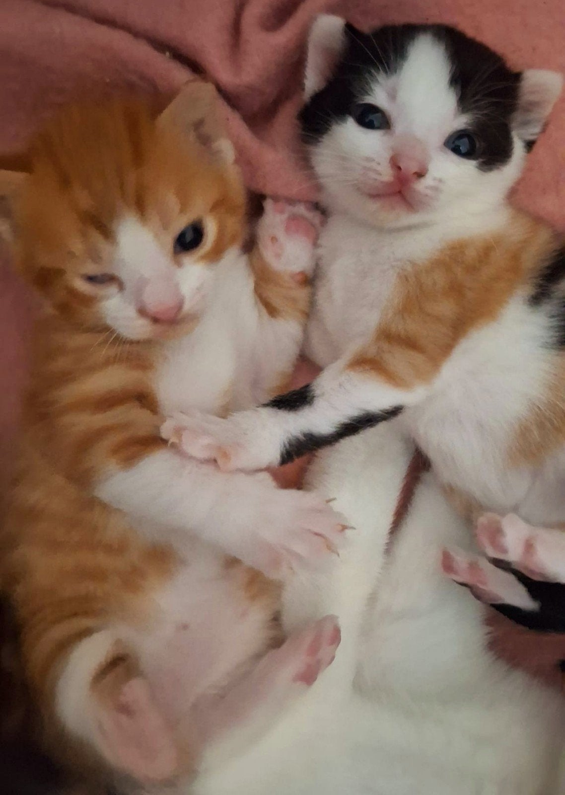 4 prachtige Europese korthaar kittens, Dieren en Toebehoren, Katten en Kittens | Raskatten | Korthaar, Meerdere dieren, Ontwormd