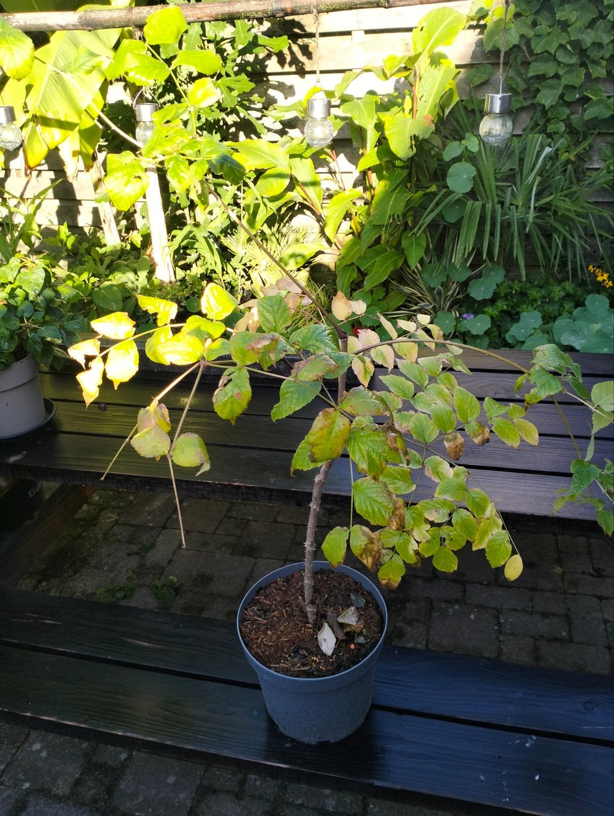 Aralia Elata - Duivelswandelstok in pot, In pot, Halfschaduw, Minder dan 100 cm, Zomer