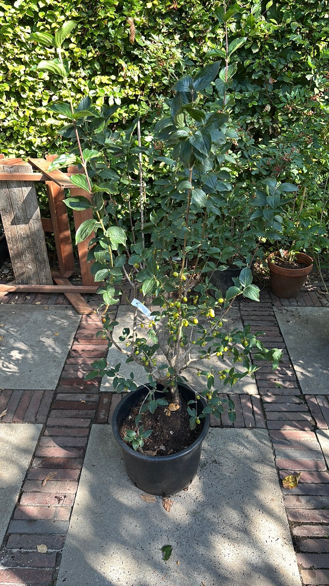 Cornus mas ‘Golden Glory’ - struik, Ophalen, Overige soorten, Struik, 100 tot 250 cm