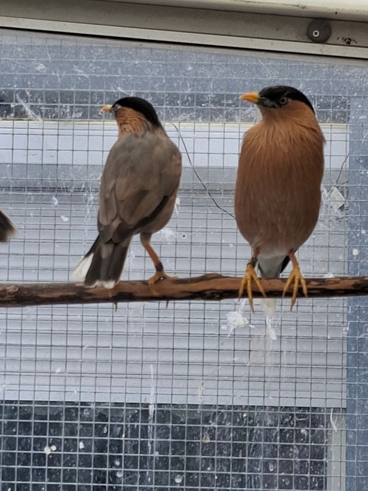 bewezen koppel Pagode spreeuwen, Dieren en Toebehoren, Meerdere dieren