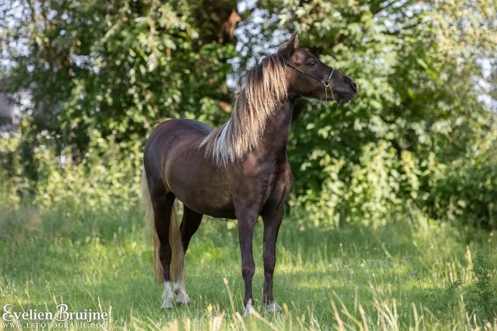 NMPRS merrie en hengstveulen, Dieren en Toebehoren, Paarden en Pony's | Dekhengsten en Fokmerries, Hengst