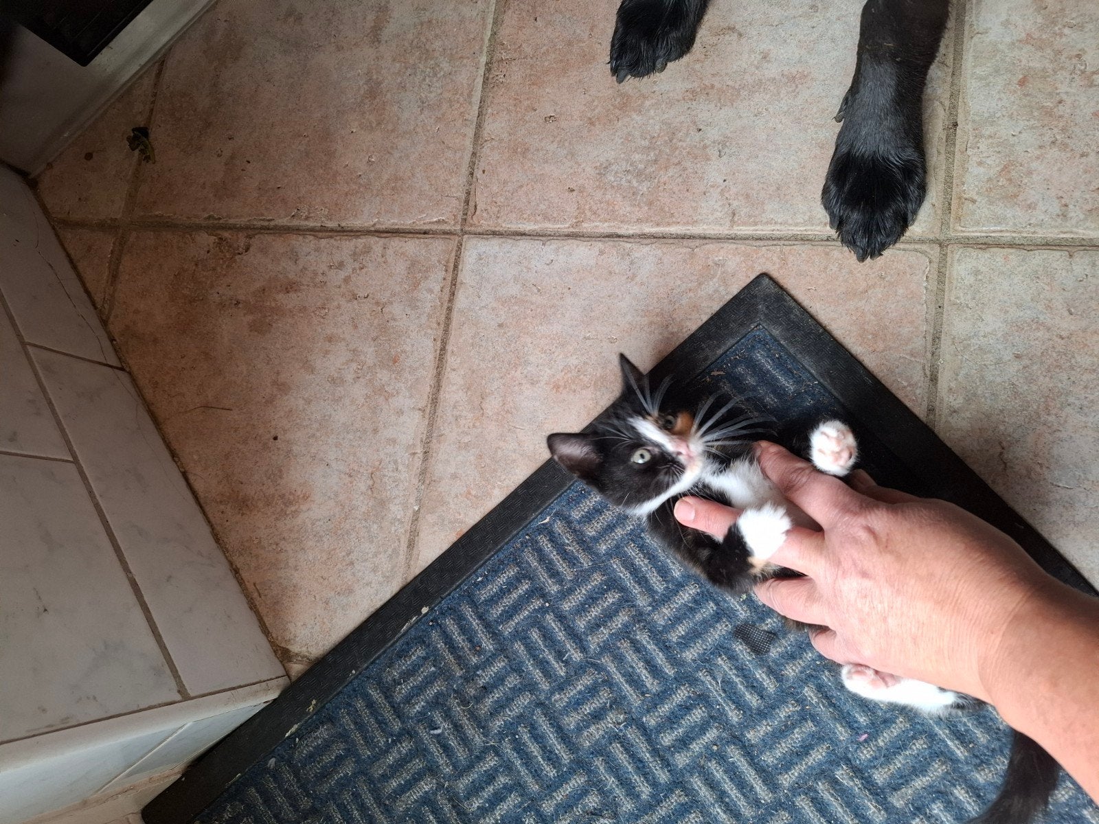 poesje, Meerdere dieren, Kortharig, 0 tot 2 jaar