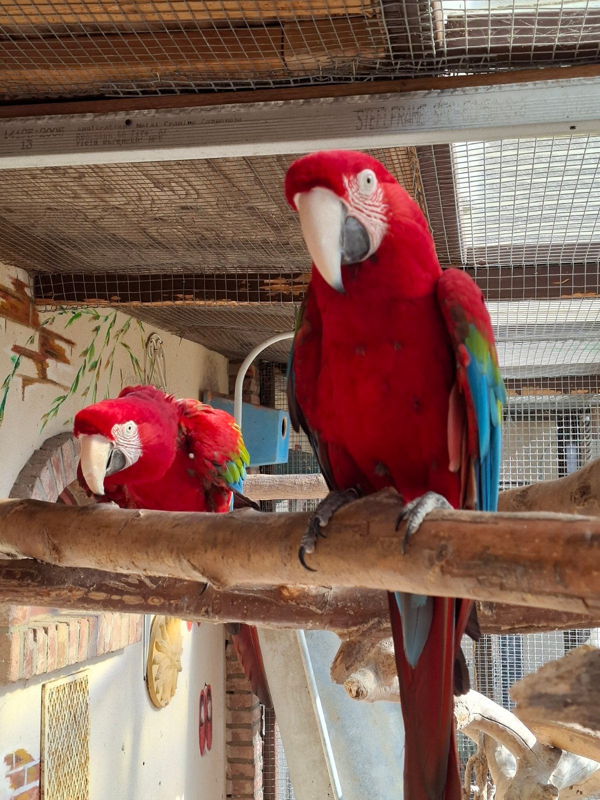 Koppel groenvleugel ara, Meerdere dieren, Papegaai