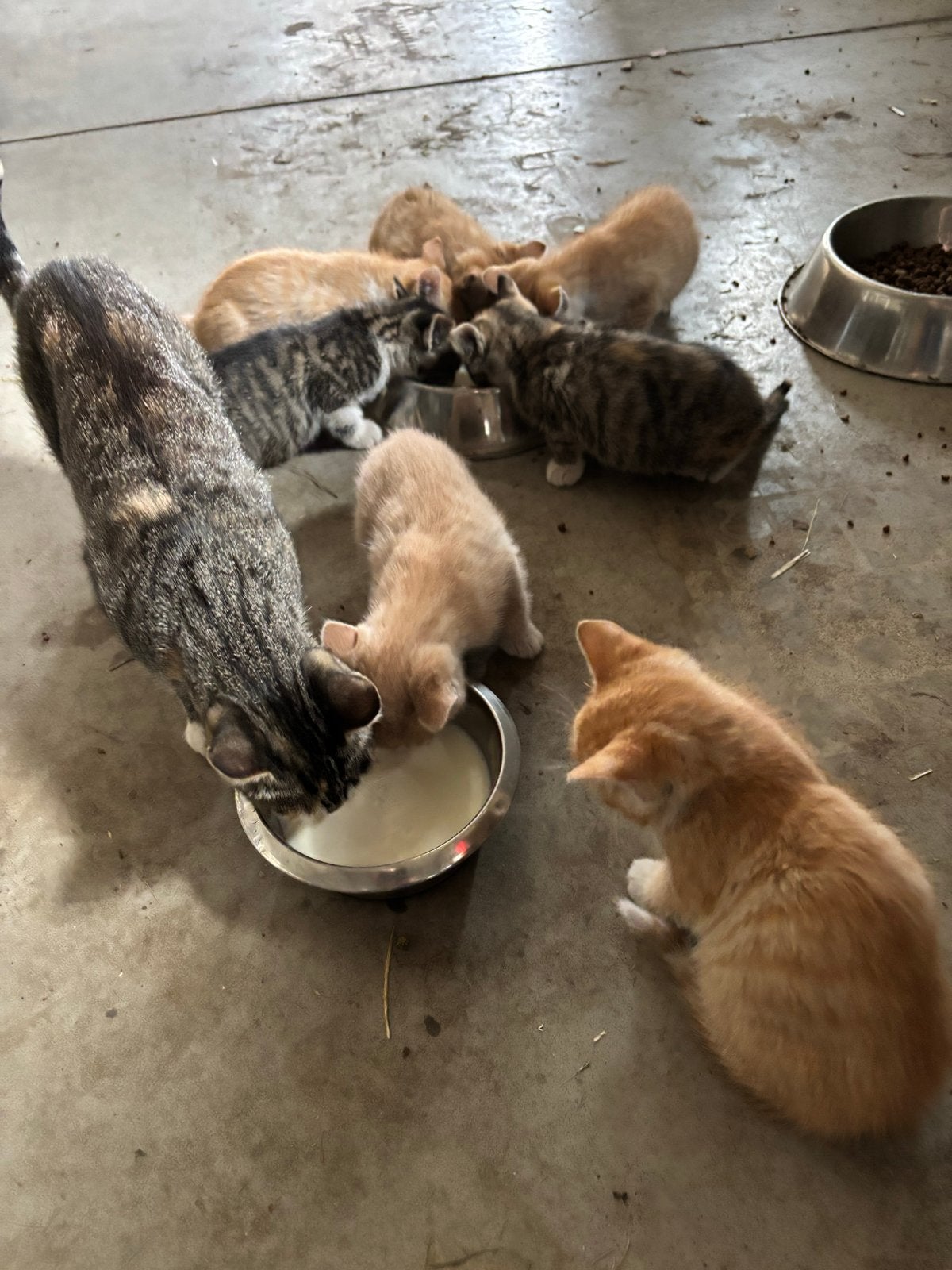 Te koop., Meerdere dieren, Kortharig