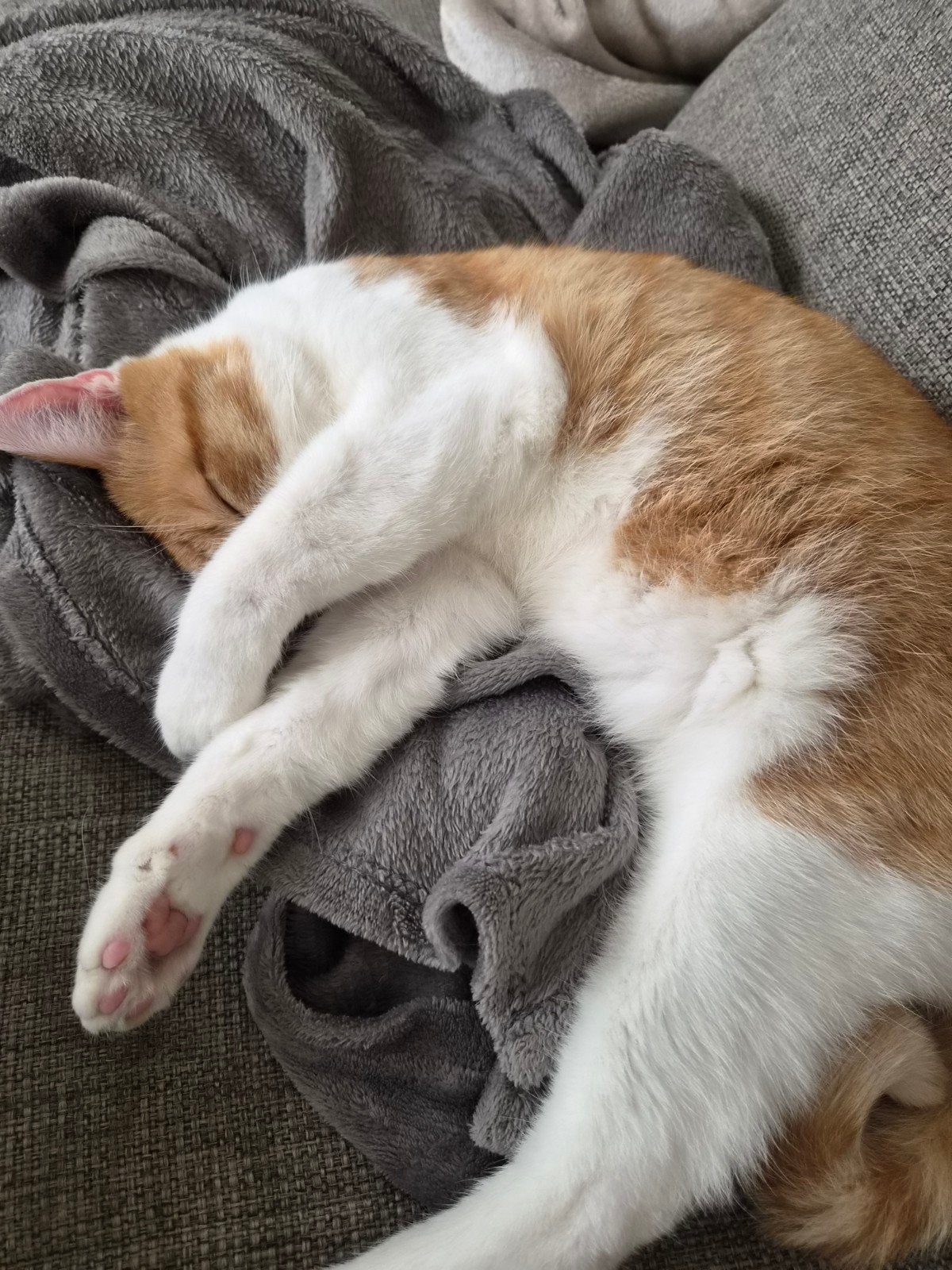 Lieve knuffel kater