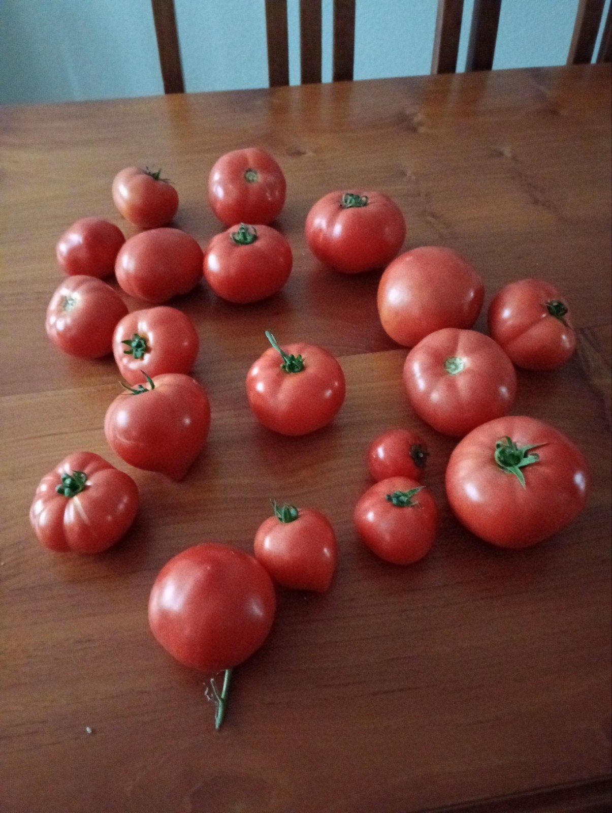 biologische tomaten, Ophalen