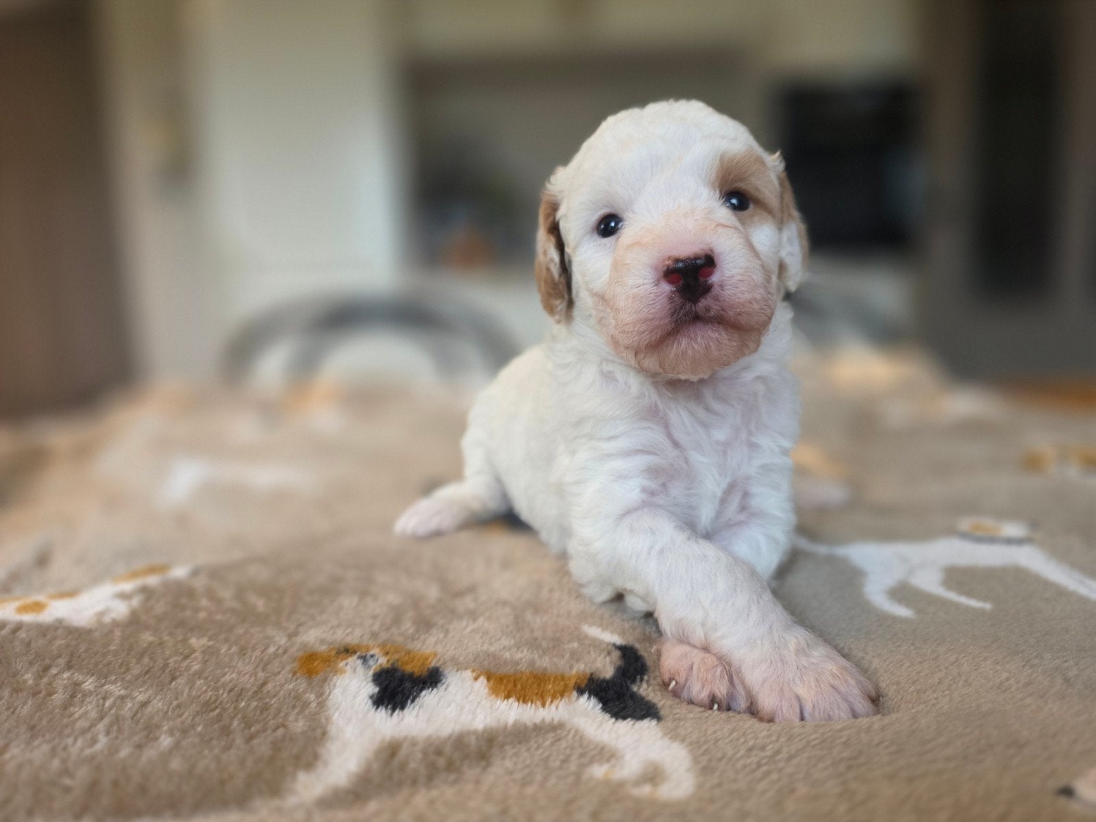 Bernedoodle pups, nog 1 teefje beschikbaar!, Overige rassen, 8 tot 15 weken, Meerdere, Meerdere dieren