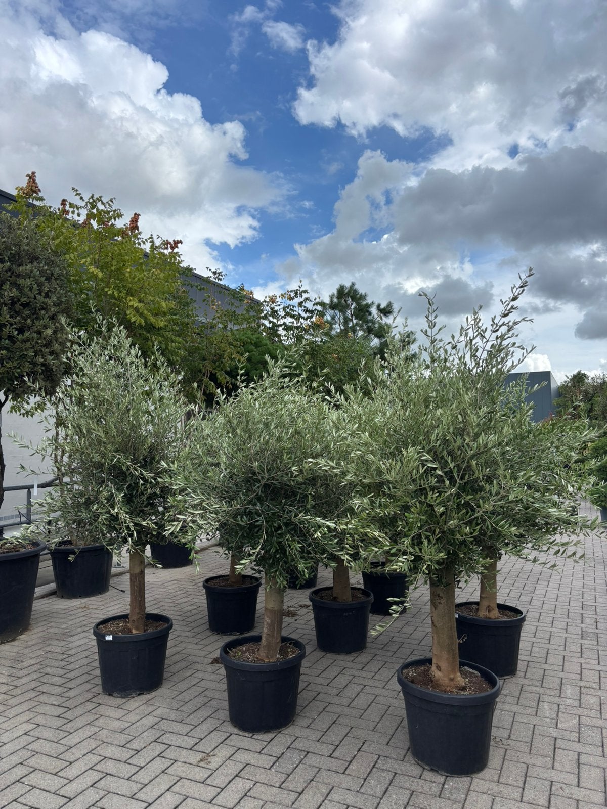 Olea europaea / olijfboom, Tuin en Terras, Lente, 100 tot 250 cm, Olijfboom, Ophalen