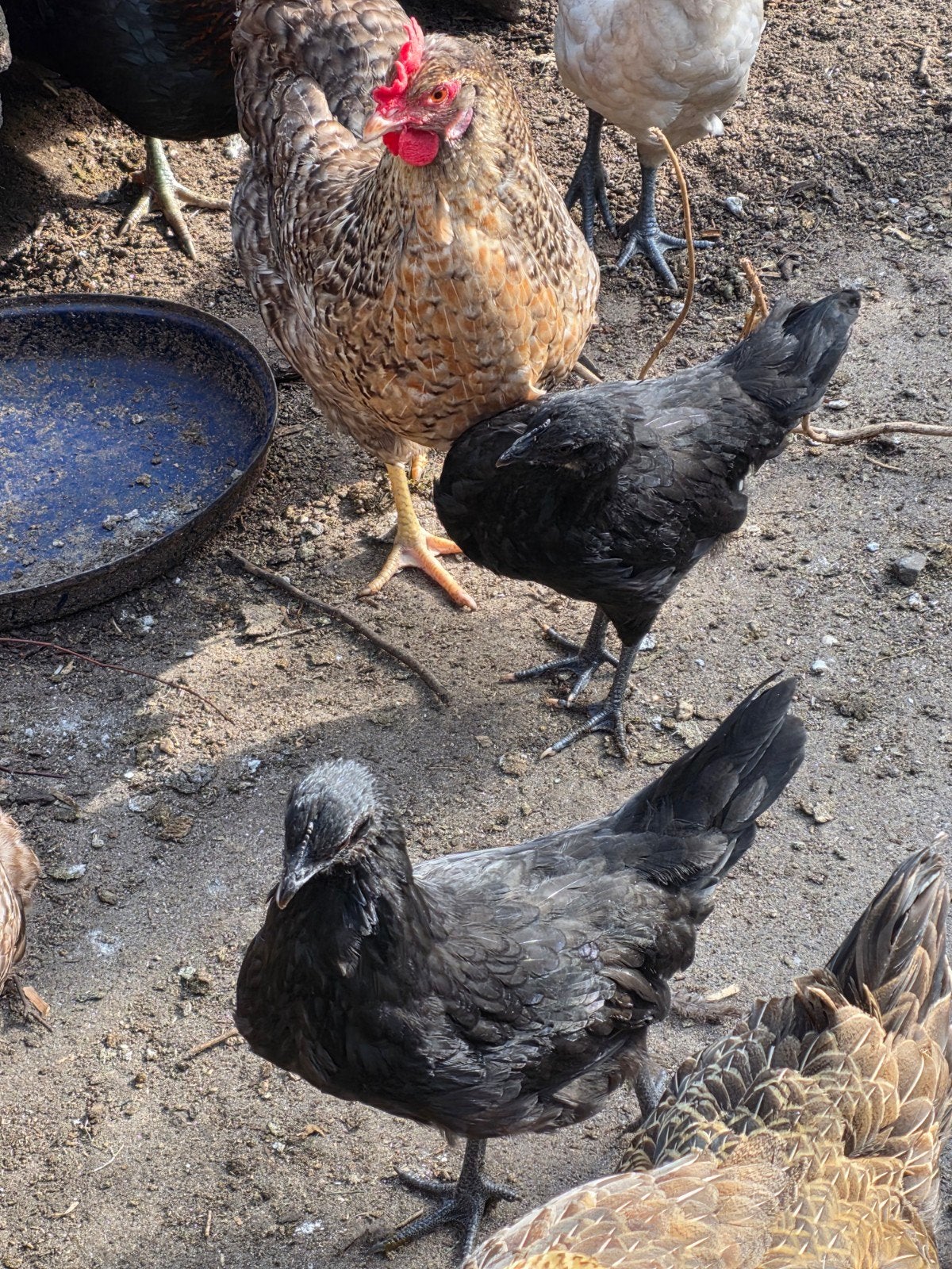 Kruising bonte leghoorn  ayam cemani hennen, Dieren en Toebehoren, Vrouwelijk, Kip