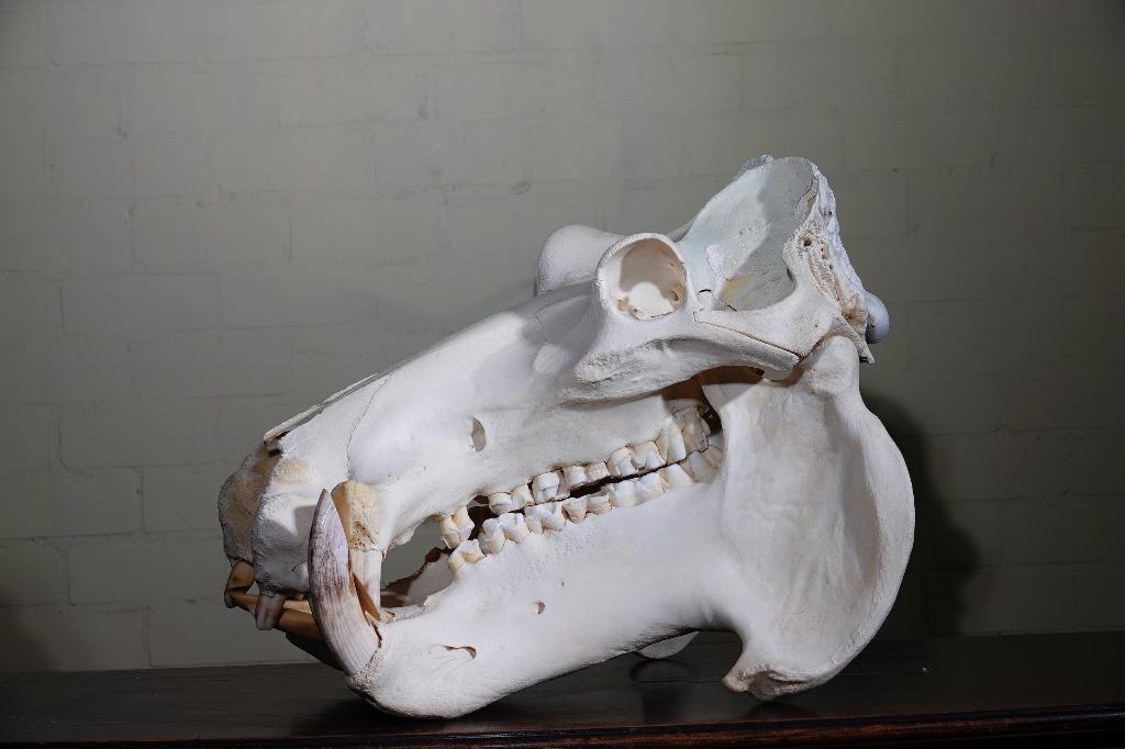 schedel nijlpaard skull hippo taxidermy met cites, Ophalen, Zo goed als nieuw, Hert, Gewei of Kop