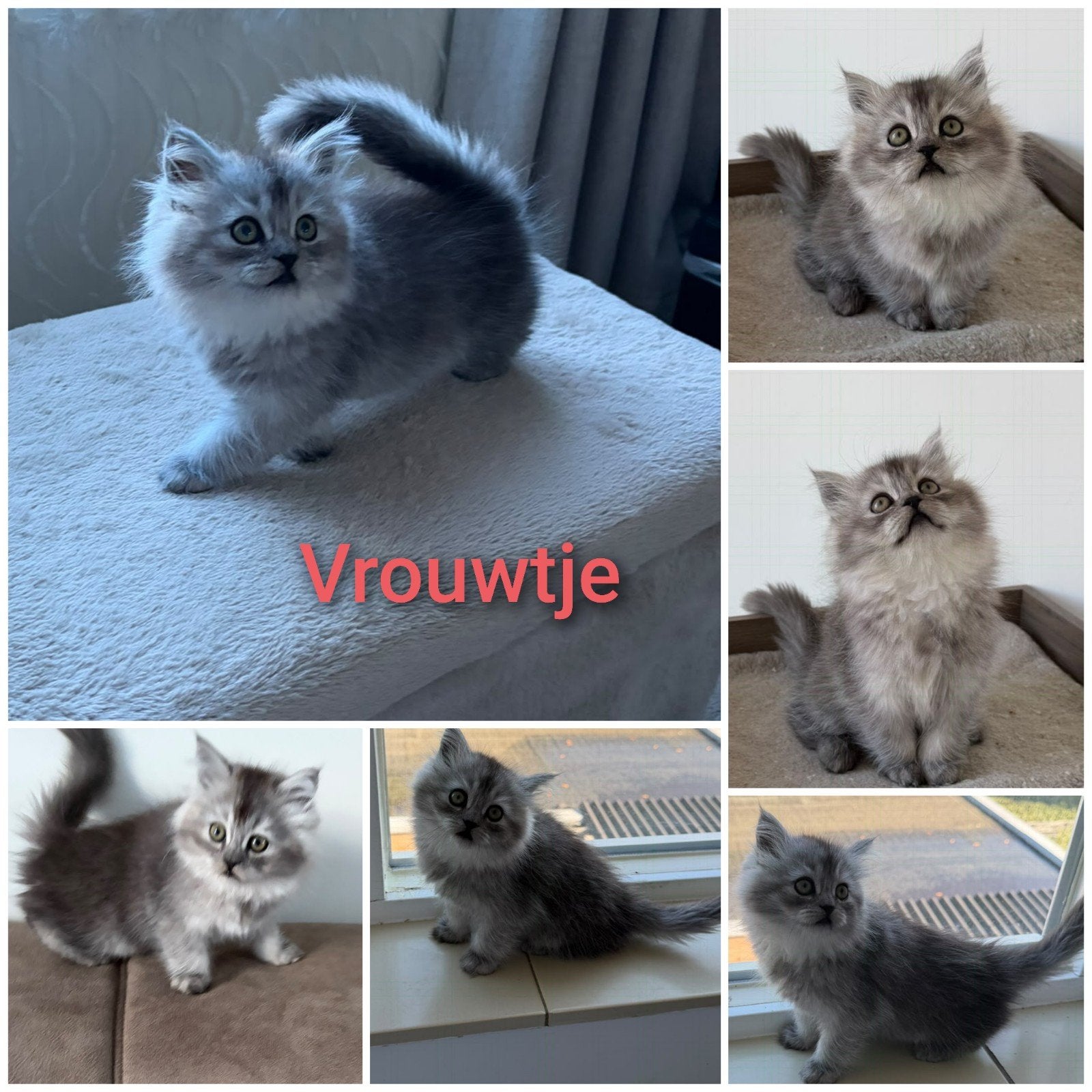 Nog 4 Mooie Brits langhaar kitten 🐈🐾, Meerdere dieren, Ontwormd, 0 tot 2 jaar