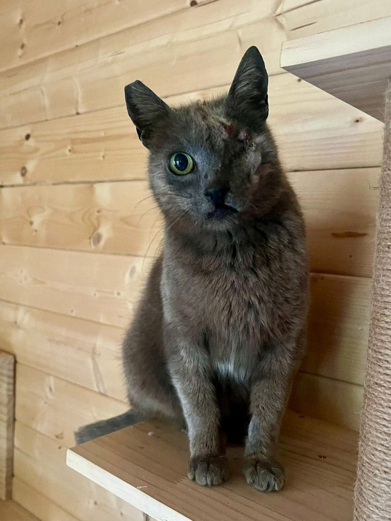 Deze hele lieve Blauwe Rus zoekt een rustig en veilig huisje, Dieren en Toebehoren, Poes, Kortharig, 6 jaar of ouder