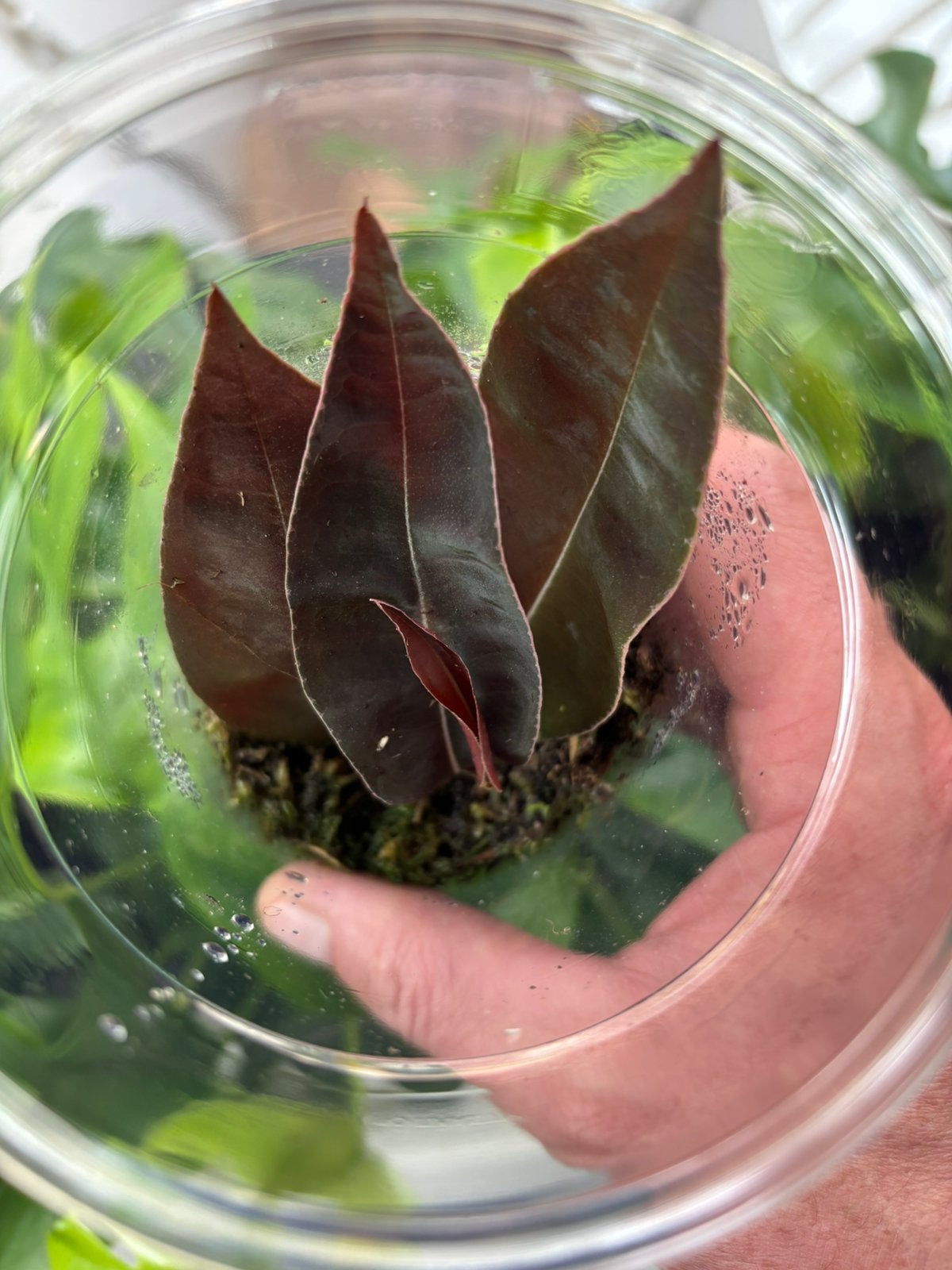 Terrariumplant Marcgravia sp el coca, Ophalen of Verzenden, Halfschaduw, Minder dan 100 cm