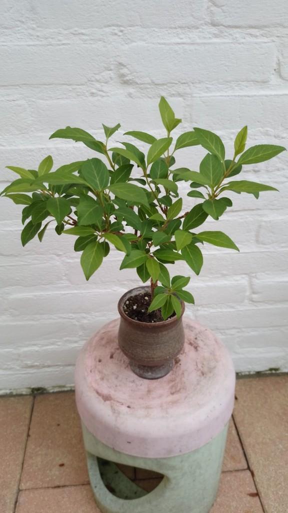 Bonsai Forsythia, Tuin en Terras, Planten | Bomen, Halfschaduw, Overige soorten, Lente, Minder dan 100 cm