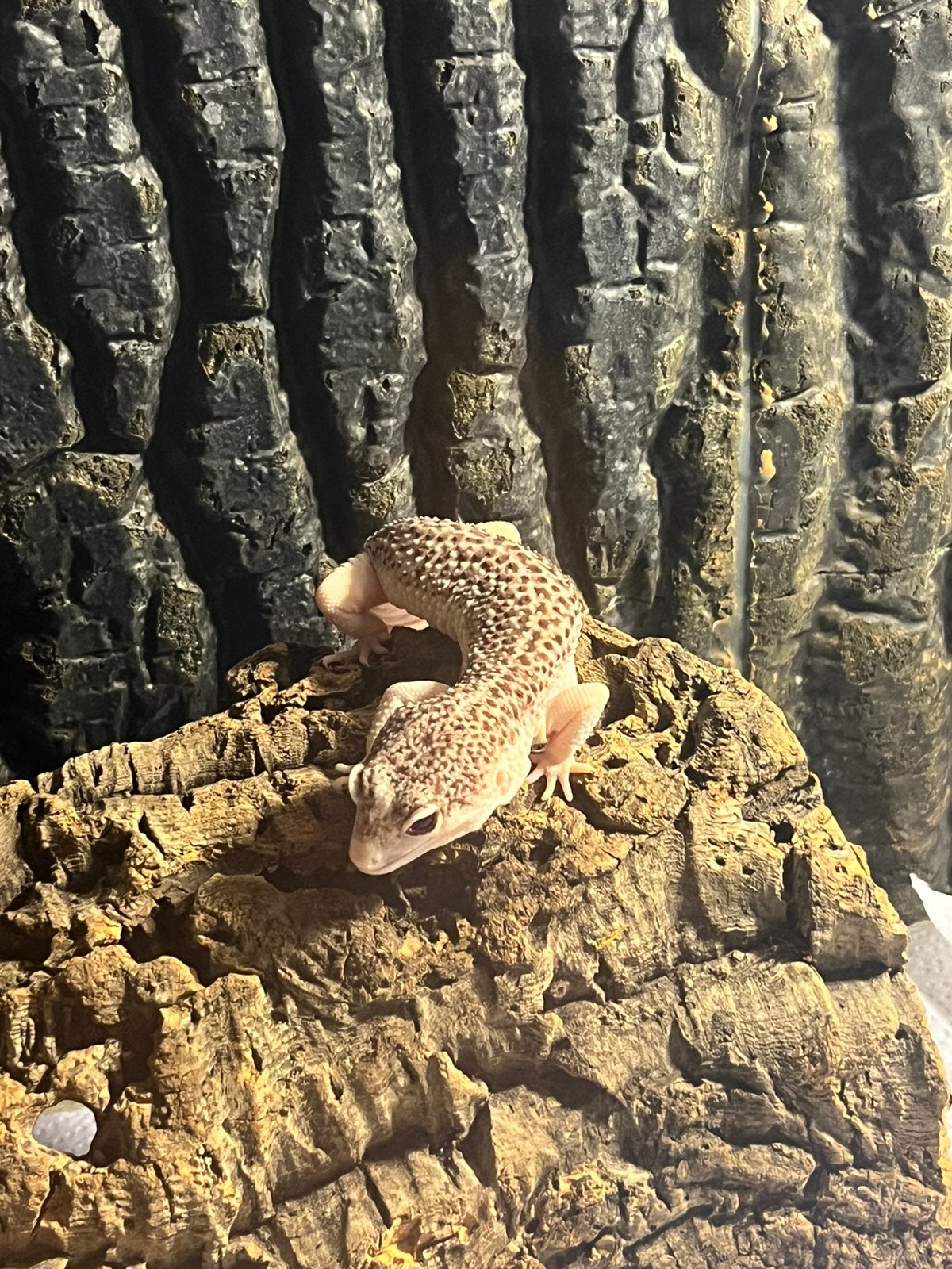Prachtige luipaard gekko white snow te koop Leopard Gecko photo 4