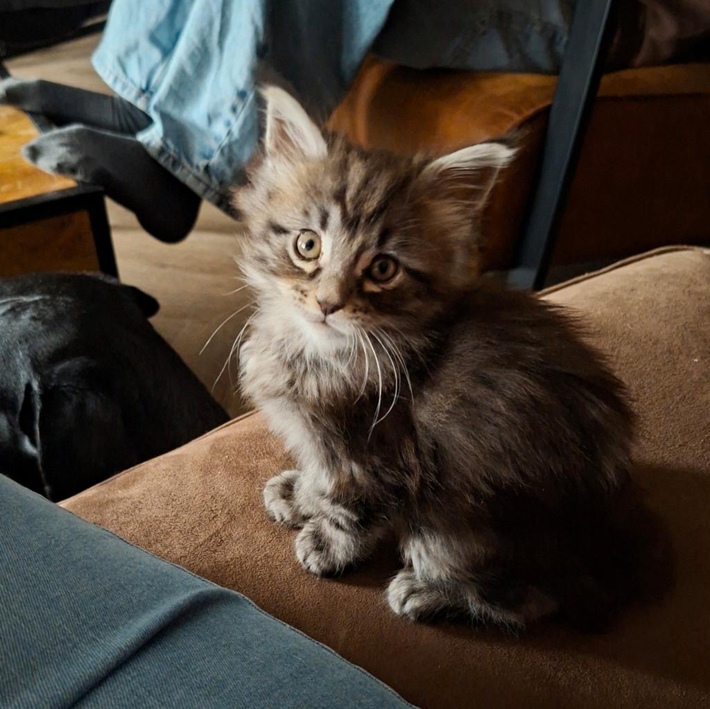 Russische Maine coon katertje, Kater, Gechipt