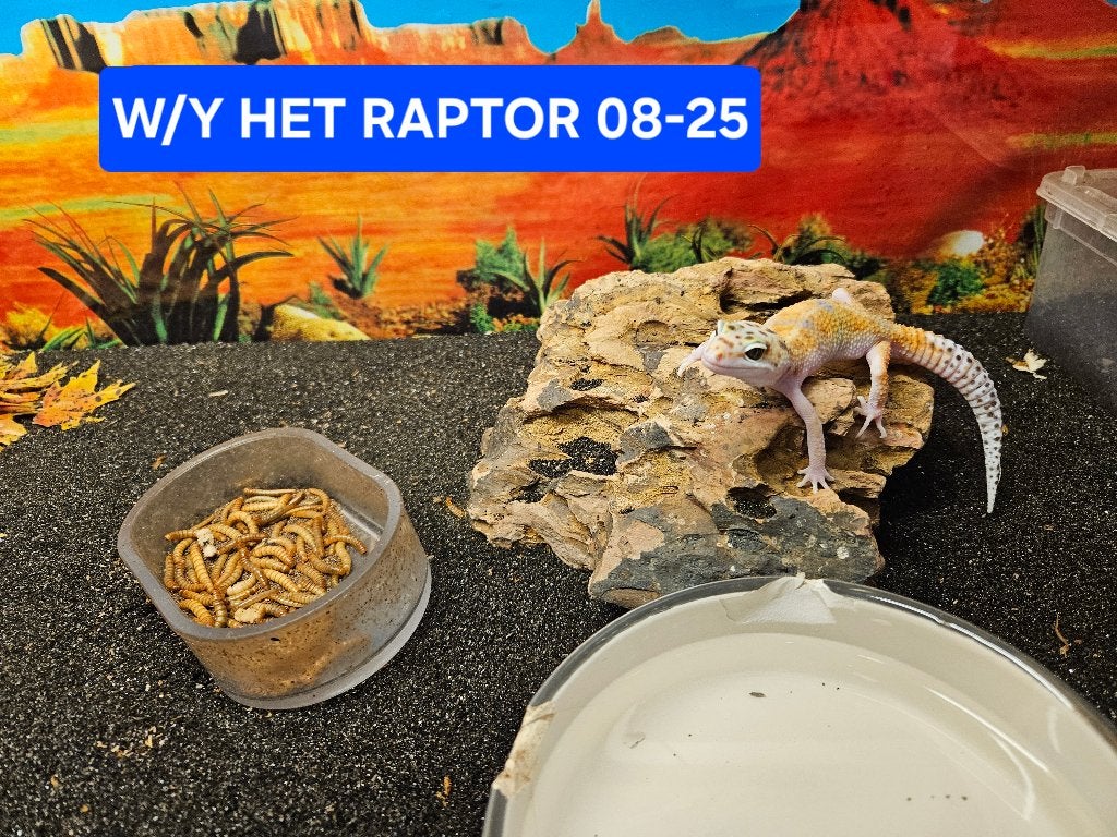 Eublepharis macularius Luipaardgekko Leopard Gecko photo 7