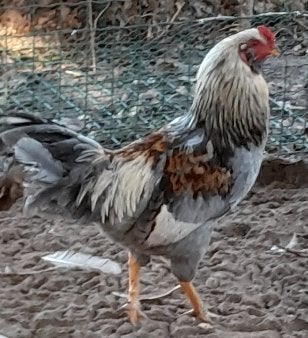 te koop : Auraca haan, Ayam Cemani hennen, Dieren en Toebehoren, Pluimvee, Meerdere dieren, Kip