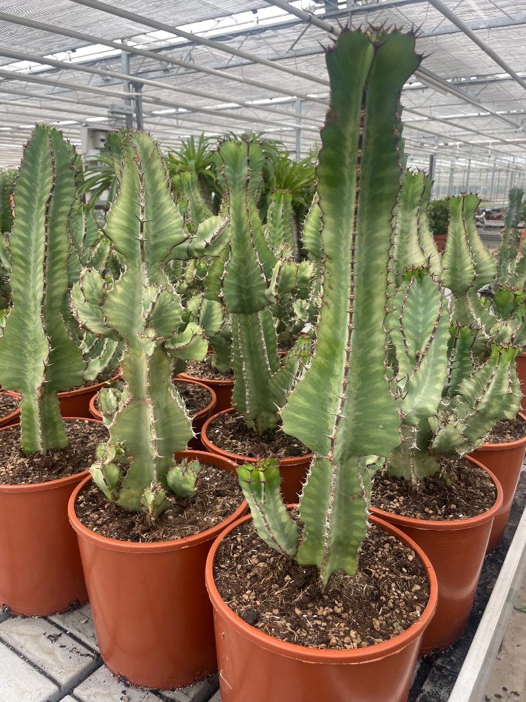 Cactus Euphorbia Cooperii in de 24cm pot., Minder dan 100 cm, Bloeiende kamerplant, Halfschaduw, Ophalen of Verzenden