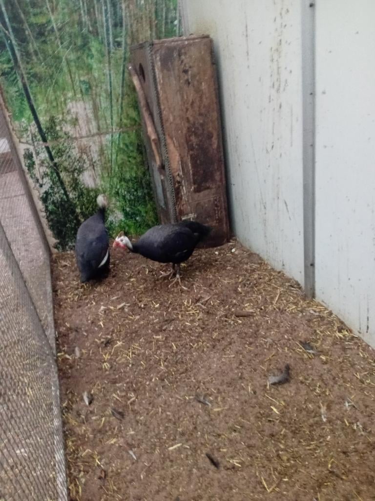 Broedeieren, Dieren en Toebehoren, Geslacht onbekend, Kip