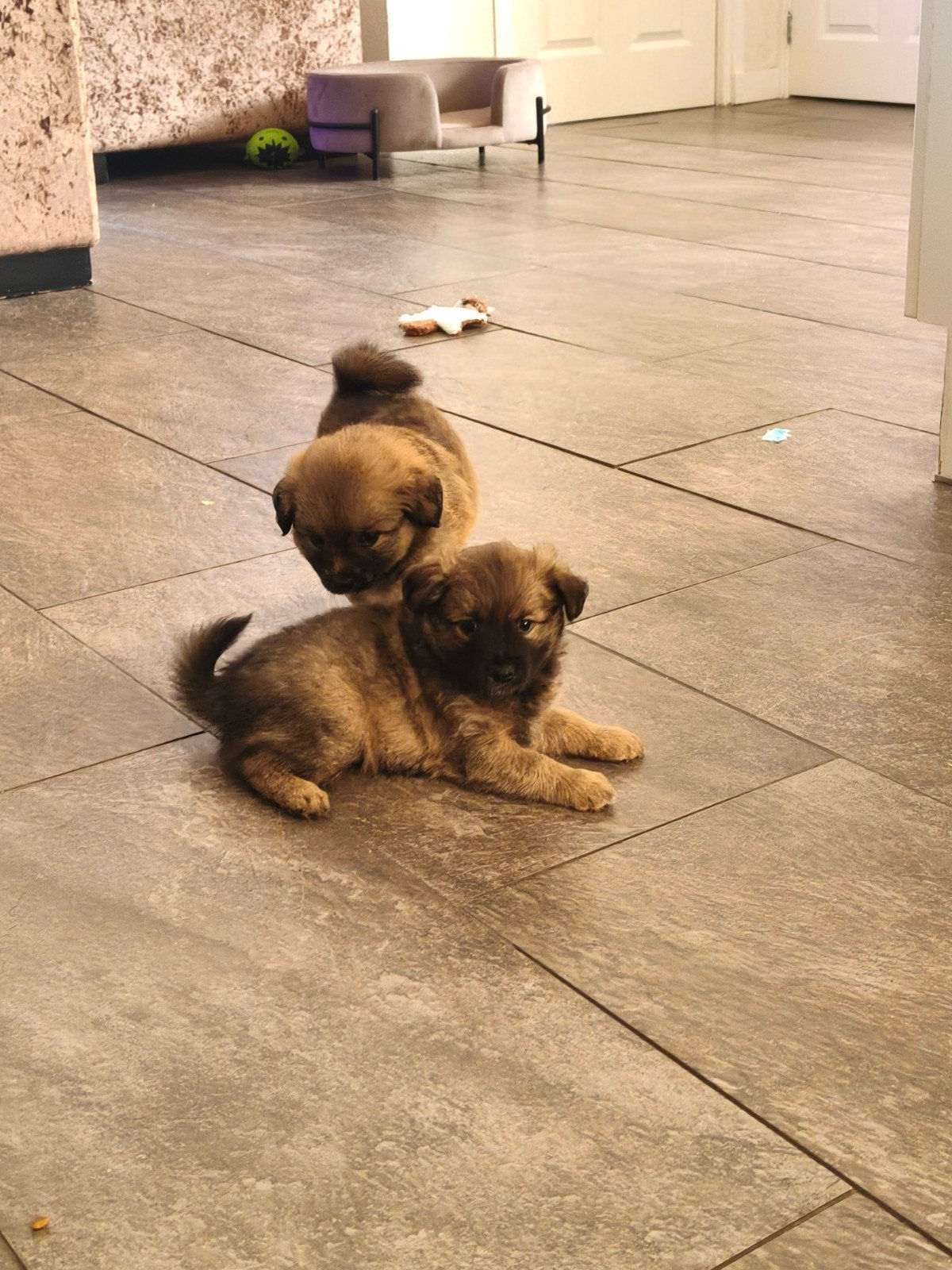 keeshond kruising, Dieren en Toebehoren, Keeshond, 8 tot 15 weken, Meerdere, Meerdere dieren
