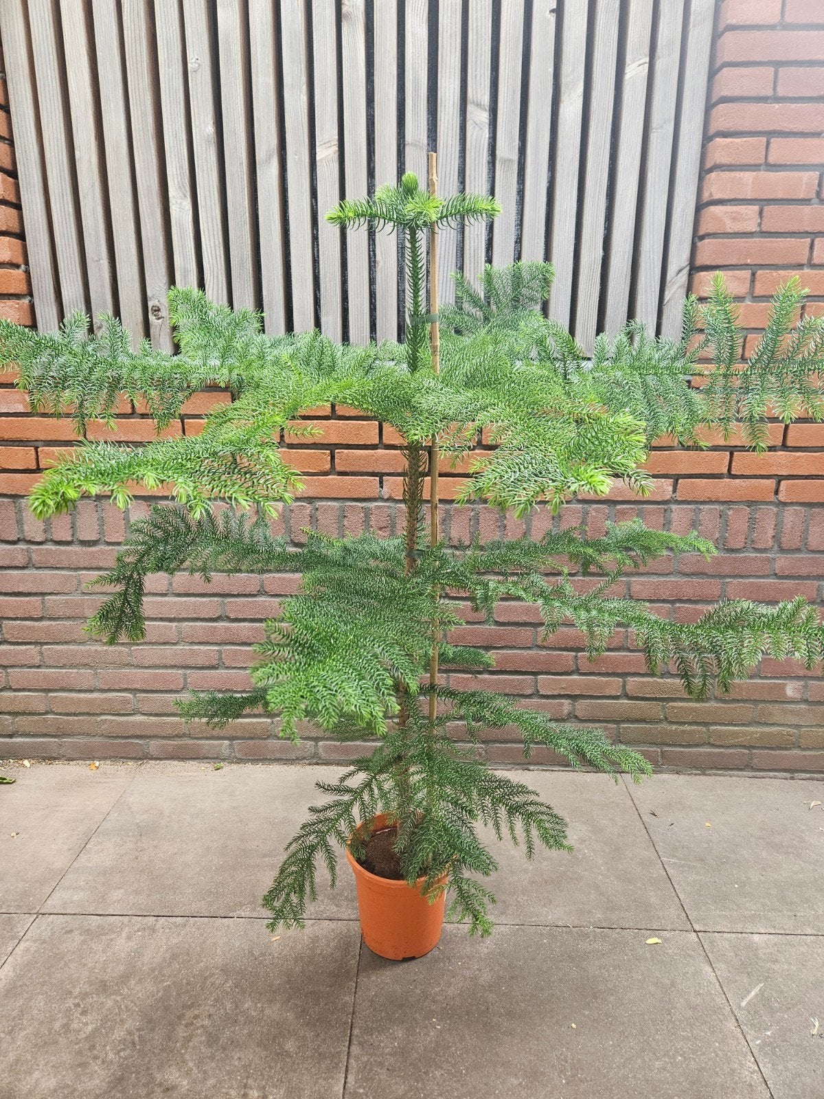 Kamerden +/- 140cm hoog - Mediterraan tintje voor uw huis, Ophalen, Overige soorten, Volle zon