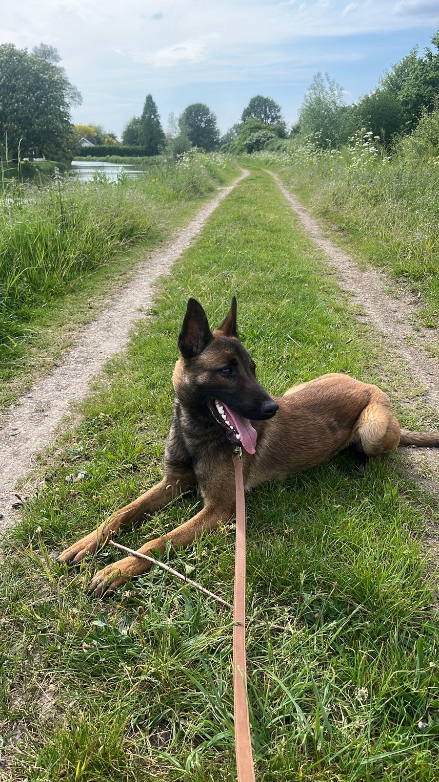 Mechelse herder puppy gezocht, Dieren en Toebehoren, Nederland, Meerdere, Reu, Overige rassen