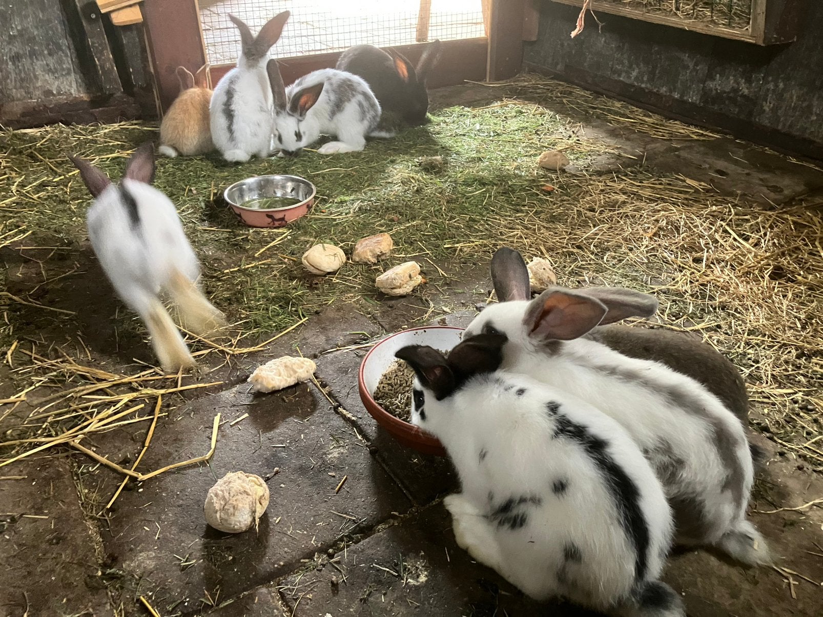 Konijnen, Dieren en Toebehoren, Konijnen, Meerdere dieren