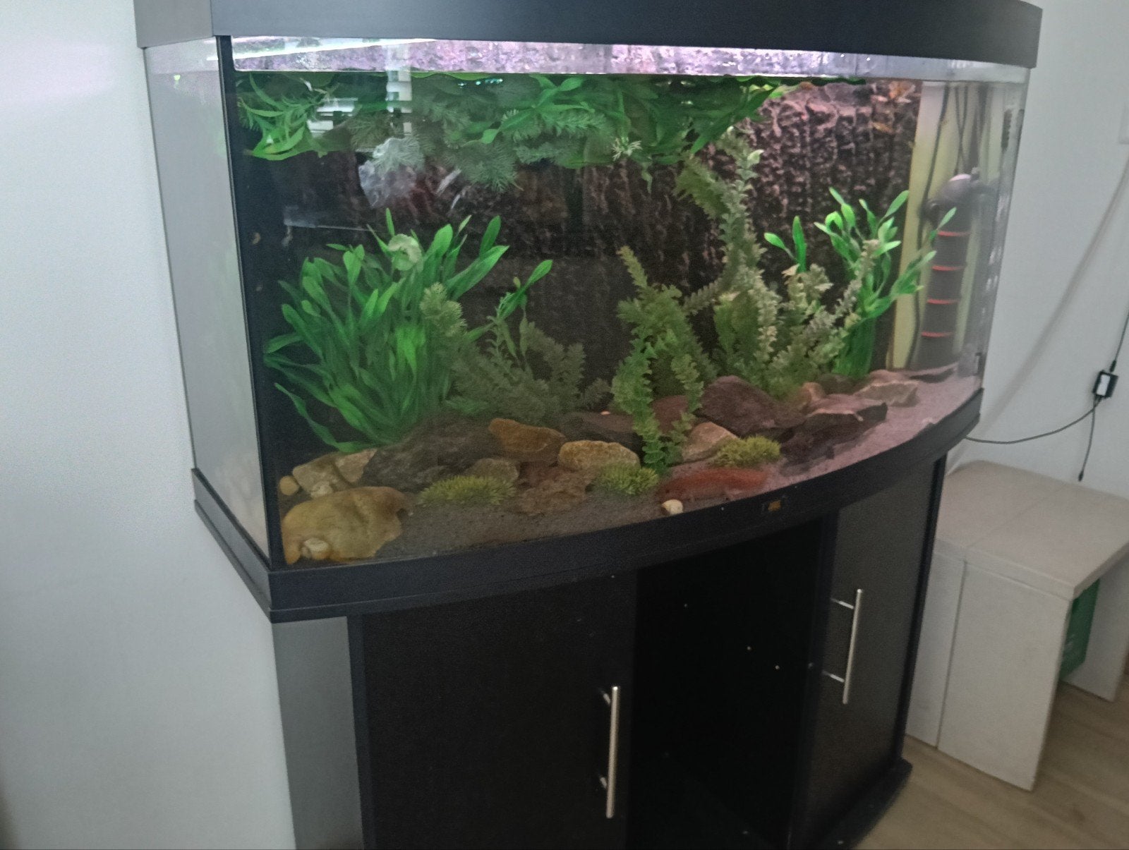 Juwel Vision 260 met axolotls, guppen en appelslakken, Dieren en Toebehoren, Ophalen, Gebruikt, Inclusief deksel, Gevuld zoetwateraquarium