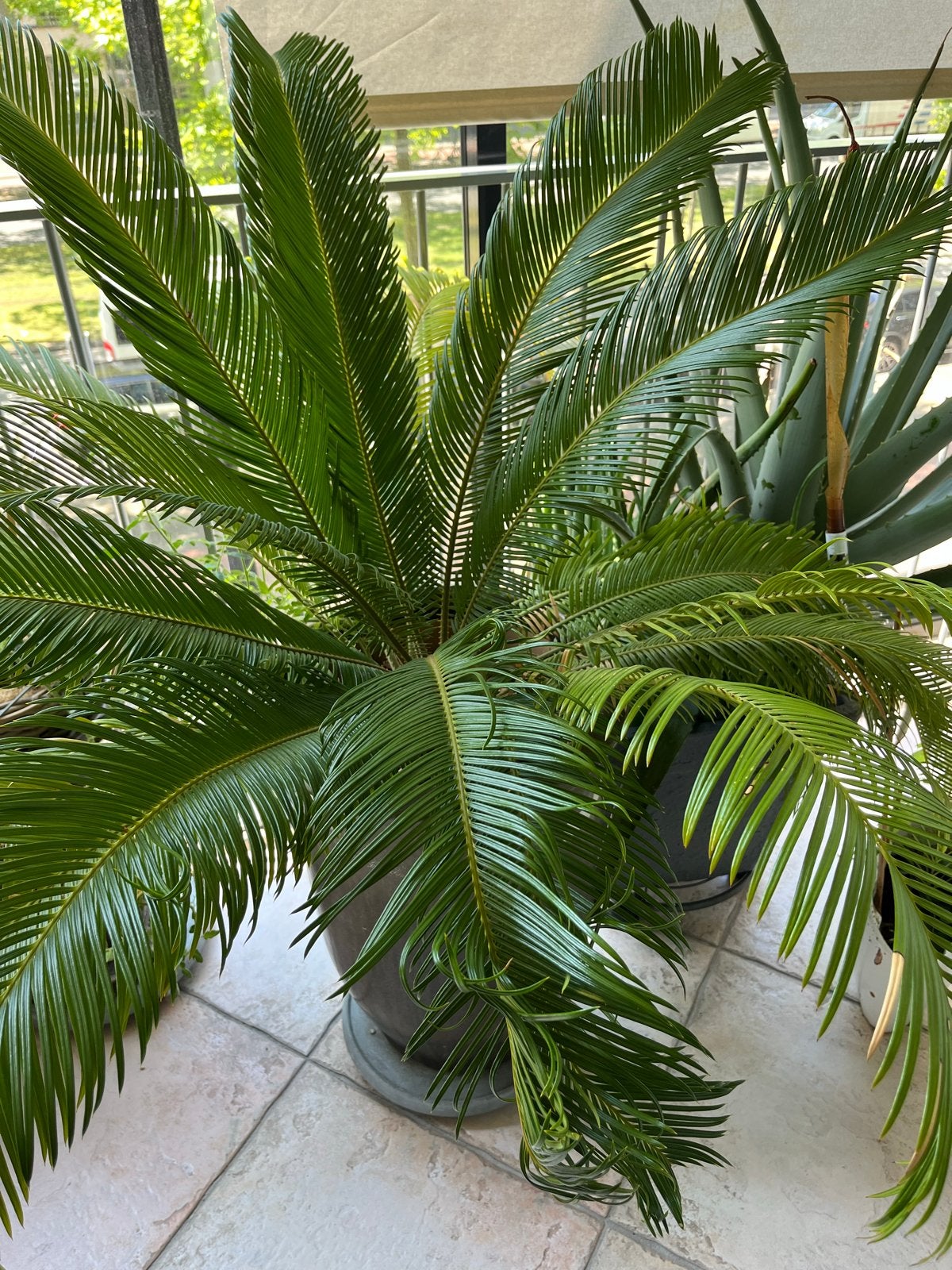 Cycas Revoluta XL - Japanse Sagopalm 110-120 cm, Ophalen, 100 tot 150 cm, Palm, In pot