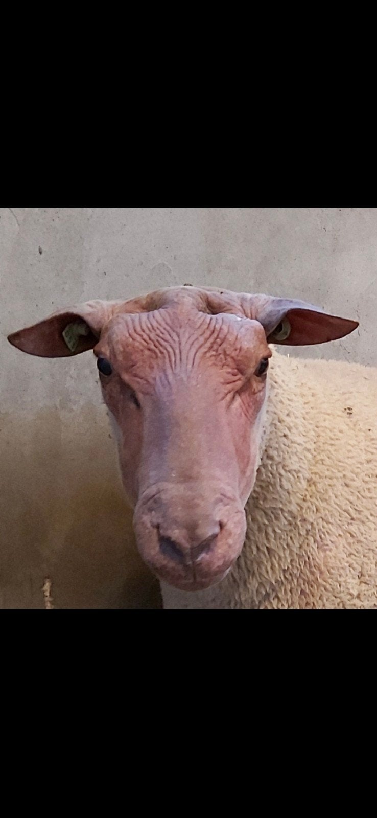 Gevraagd rouge de l'ouest dekram., Mannelijk, Schaap
