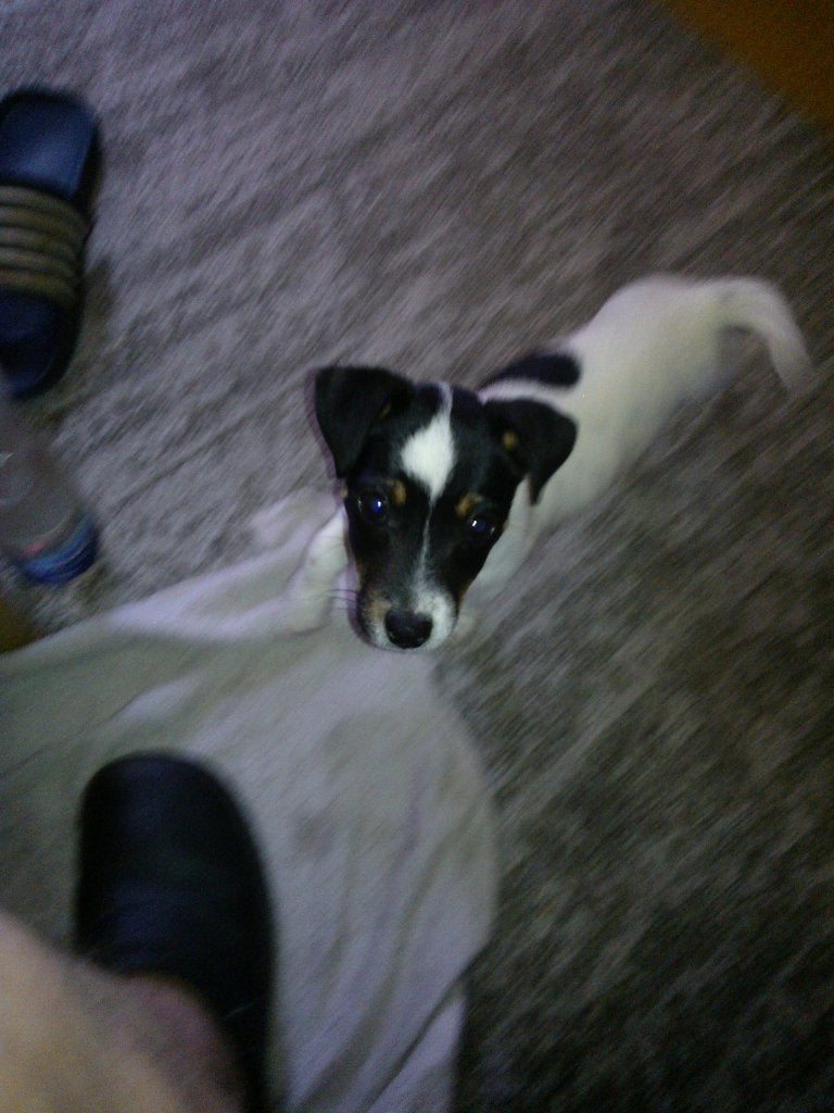 jack russel pup laagbeenighondje, Dieren en Toebehoren, Honden | Jack Russells en Terriërs, Reu, Parvo, Eén hond, Nederland