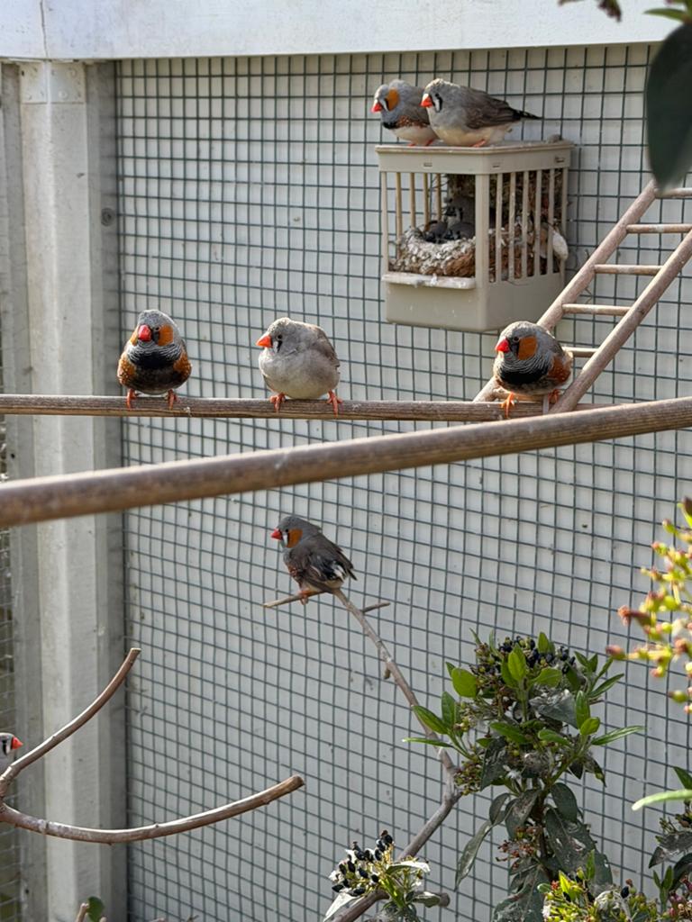 Zebravinken, Dieren en Toebehoren, Vogels | Overige Vogels, Meerdere dieren, Tropenvogel