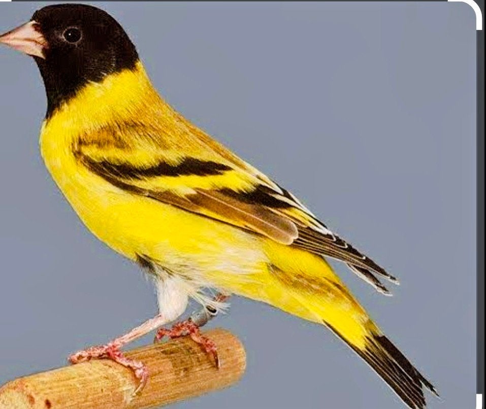 gezocht zwartkopsijs man 25/26, Dieren en Toebehoren, Mannelijk
